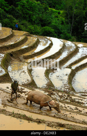 Mountain paddy, irrigated rice terraces, farmer tilling and plowing the field with a water buffalo Stock Photo