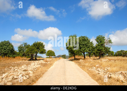 Straight path through the landscape, Carob Trees (Ceratonia siliqua), near Neo Chorio, Akamas, Southern Cyprus Stock Photo