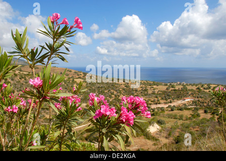 Flowering Oleander (Nerium oleander), landscape with sea near Latchi, Akamas, Southern Cyprus, Republic of Cyprus Stock Photo