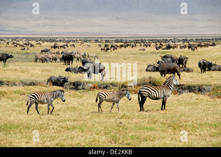 Common zebra, Plains zebra or Burchell's zebra (Equus quagga), three zebras, mare with two foals, Blue Wildebeest or Common Stock Photo