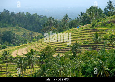 Agriculture, rice paddies, rice terraces and coconut palms, Jatiluwih in Ubud, Bali, Indonesia, Southeast Asia, Asia Stock Photo