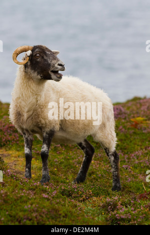 A lone sheep on the Isle of Harris, Scotland. Stock Photo