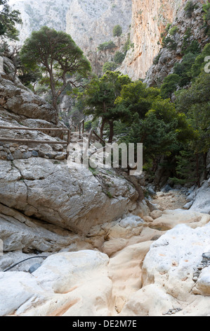 Hiking trail with a railing made of wood, scattered trees, Holm oaks (Quercus ilex), dry creek bed, smooth polished white rocks Stock Photo