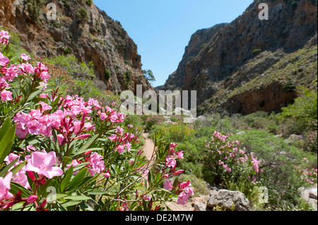 Canyon, Oleander (Nerium oleander) with pink blossoms, Zagros Gorge, near Kato Zagros, Crete, Greece, Europe Stock Photo