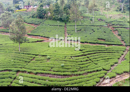 Tea plantation, tea plants in rows, Tea (Camellia sinensis), Moray Estate near Dalhousie, Maskeliya Reservoir, Nuwara Eliya Stock Photo