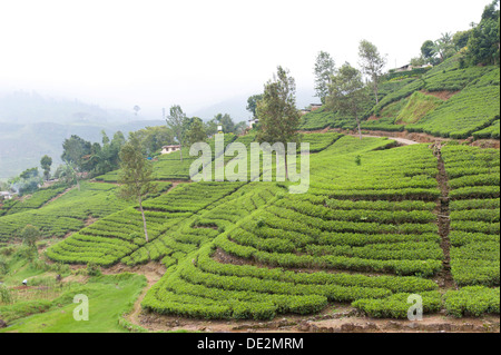 Tea plantation, tea plants in rows on a slope, Tea (Camellia sinensis), Moray Estate near Dalhousie, Maskeliya Reservoir Stock Photo