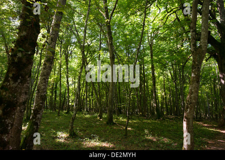 Woods around the Gallo-Roman site of Compierre, Burgundy, France Stock Photo