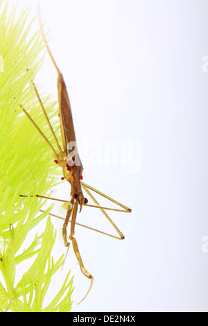 Water Stick Insect (Ranatra linearis), living under water Stock Photo