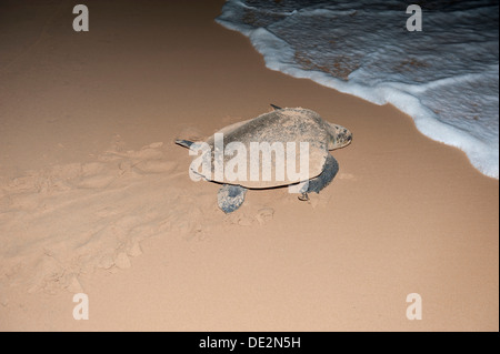 Hawksbill sea turtle (Eretmochelys imbricata) leaving the beach after having laid its eggs, at night, tracks in the sand Stock Photo