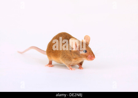 Fancy Mouse, a domesticated form of the House Mouse (Mus musculus) Stock Photo