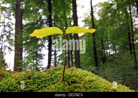 Beech seedling growing on moss, symbolic image for natural forest, natural forest management, natural regeneration Stock Photo