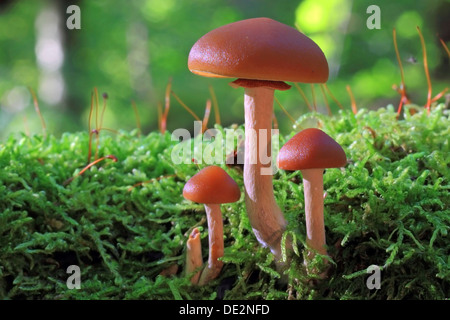 Funeral Bell (Galerina marginata), fruit bodies in a forest Stock Photo