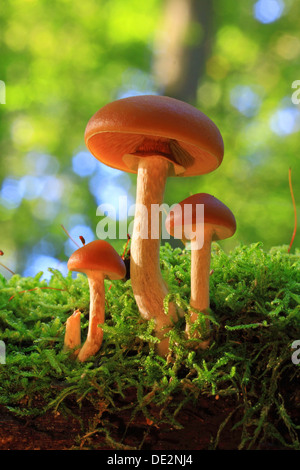 Funeral Bell (Galerina marginata), fruit bodies in a forest Stock Photo