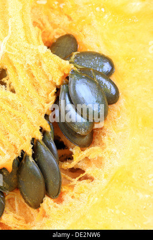 Styrian Oil Pumpkin, pumpkin seeds and pulp Stock Photo