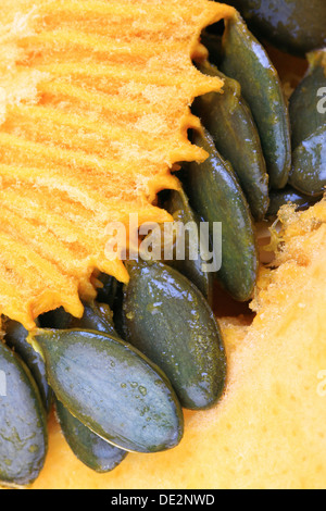 Styrian Oil Pumpkin, pumpkin seeds and pulp Stock Photo
