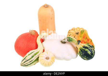 Various types of squashes or gourds: Hokkaido pumpkin, butternut squash, 'baby boo' pumpkin club, 'Autumn Wings' Stock Photo