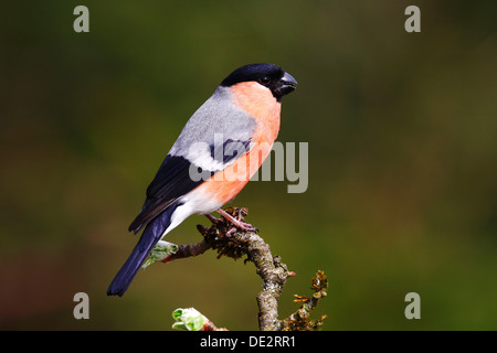 Bullfinch (Pyrrhula), female sitting on a plant Stock Photo