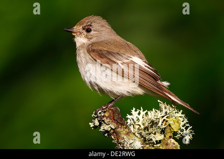 Pied flycatcher (Ficedula hypoleuca), female with tick at her eye is sitting on a moss-covered branch Stock Photo