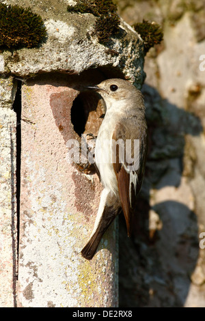 Pied flycatcher (Ficedula hypoleuca), female feeding her young in a nest box Stock Photo