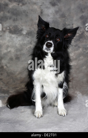 Border Collie (Canis lupus familiaris), sitting dog Stock Photo