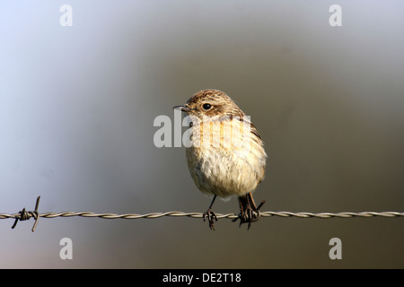 African Stonechat (Saxicola torquata), female sitting on barbed wire fence, Exdremadura, Spain, Europe Stock Photo