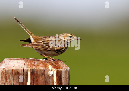 Meadow pipit (Anthus pratensis), adult bird perched on a pole and performing its courtship display Stock Photo