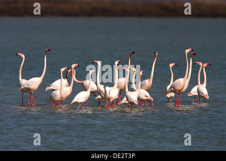 American flamingo (Phoenicopterus ruber), flock standing in shallow water, Camargue, France, Europe Stock Photo
