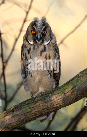 Long-eared Owl (Asio otus), fledgling, juvenile, perched on branch, Apetlon, Lake Neusiedl, Burgenland, Austria, Europe Stock Photo
