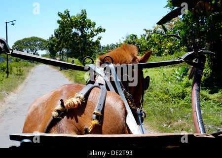 a horse and cart dokar a traditional inexpensive means of transport in indonesia Stock Photo