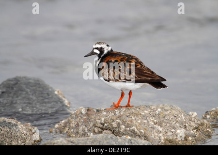 Ruddy Turnstone (Arenaria interpres) in breeding plumage standing on a moss-covered stone on the beach