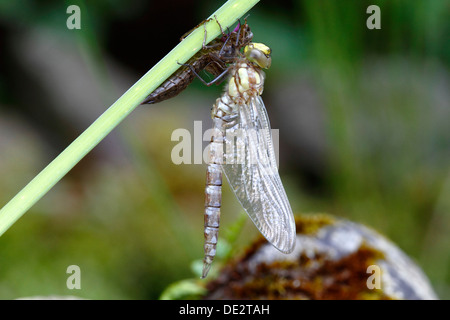 Southern Hawker or Blue Darner (Aeshna cyanea), dragonfly freshly emerged attached to larva skin, Neunkirchen in Siegerland Stock Photo