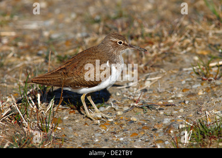 Common Sandpiper (Actitis hypoleucos) standing on the bank of a lake, Lake Neusiedl, Burgenland, Austria, Europe Stock Photo