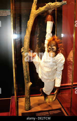 Orangutan, Darwin exhibition- Parque Explora in MEDELLIN .Department of Antioquia. COLOMBIA Stock Photo