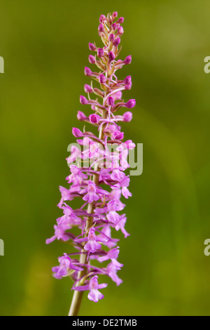 Fragrant Orchid (Gymnadenia conopsea), Passo di Costalunga, South Tyrol, Italy, Europe Stock Photo