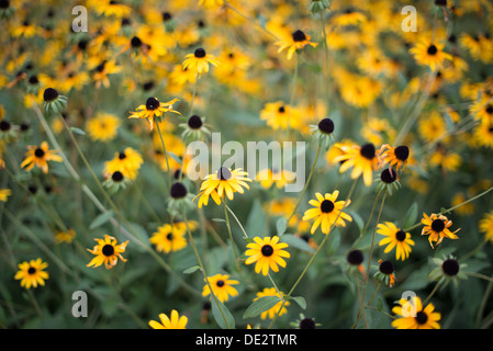 A cluster of Black-Eyed Susan flowers (Rudbeckia hirta) with selective focus. Stock Photo