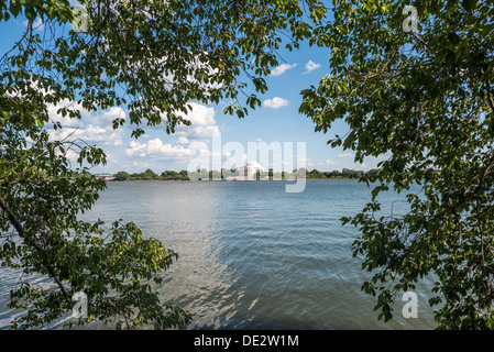 The famous Yoshino Cherry Trees around the Tidal Basin in Washington DC in the summer with their full green leaf cover. In the early spring, several thousand cherry trees in the area burst into flower with pink and white blossoms. In the distance is the Jefferson Memorial. Stock Photo