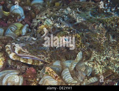 Close up headshot of a Crocodile fish on sea floor camouflaged among coral reef elements. Stock Photo