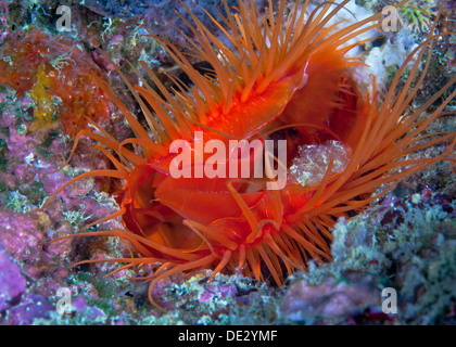 Bright red electric clam embedded in crevice of blue coral boulder. Stock Photo