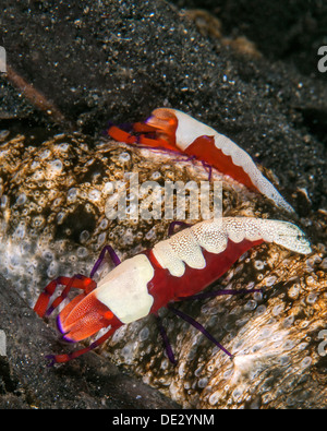 Pair of emperor shrimp on sea cucumber. Stock Photo