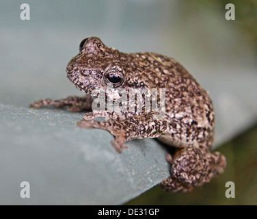 Gray Tree Frog Stock Photo
