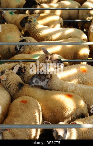 Sheep at Melton Mowbray livestock market Stock Photo