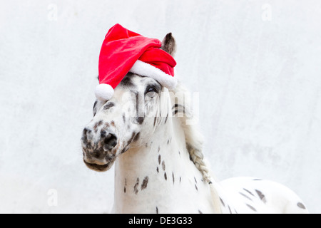 Shetland Pony Miniature Appaloosa Santa Claus hat Studio picture against white background Stock Photo