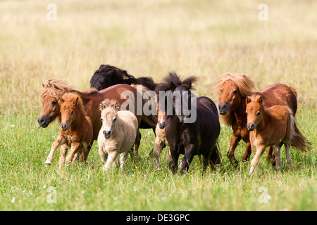 Miniature Shetland Pony Group mares foals trota meadow Stock Photo