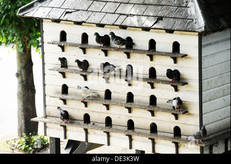 pigeon roost tobacco A pigeon roost in Chester Stock Photo