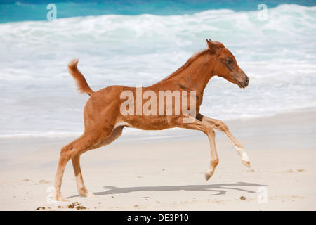 Arab Horse, Arabian Horse Foal gallopinga tropical beach Stock Photo