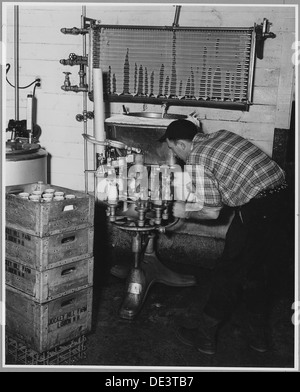 Landaff, Grafton County, New Hampshire. Pasturizing and bottling at Mr. George Clement's farm. He an . . . 521496 Stock Photo