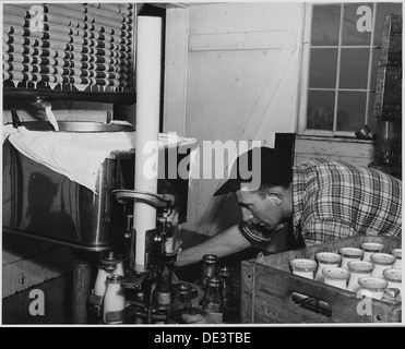 Landaff, Grafton County, New Hampshire. Pasturizing and bottling at Mr. George Clement's farm. He an . . . 521497 Stock Photo