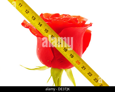 Rose and ruler on a white background Stock Photo - Alamy