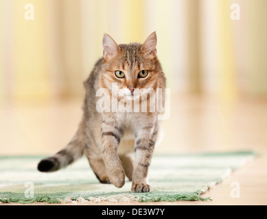 Domestic cat Tabby adult walking towards camera Stock Photo