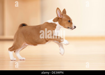 Basenji Puppy runningwood parquet Stock Photo